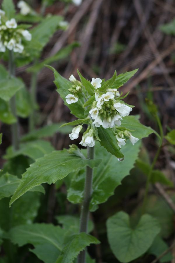 Pseudoturritis turrita (= Arabis turrita) / Arabetta maggiore